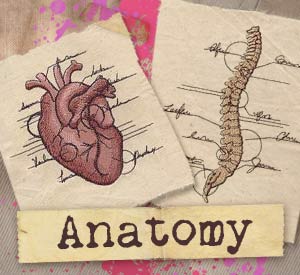 Anatomy - 1st year, semester 2- faculty of pharmacy sinai university